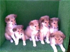 CACHORROS DE COLLIE - mejor precio | unprecio.es