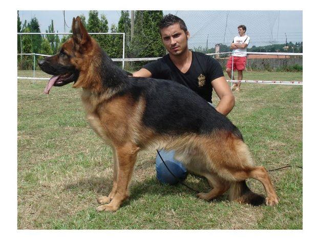 cachorros de pastor aleman Ursus Von Batu