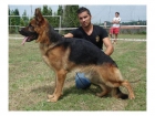 cachorros de pastor aleman Ursus Von Batu - mejor precio | unprecio.es