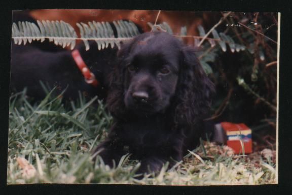 Cacorros de Cocker Spaniel Inglés