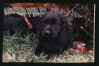 Cacorros de Cocker Spaniel Inglés - mejor precio | unprecio.es
