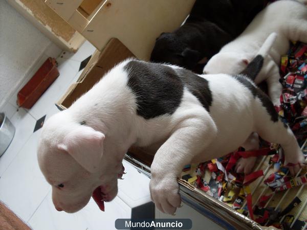 Camada de pitbull terrier blue nous