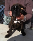 excelentes cachorritas boxer - mejor precio | unprecio.es