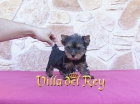 macho yorkshire de 2 meses y medio - mejor precio | unprecio.es