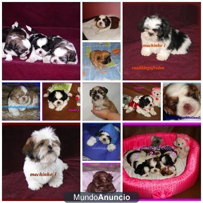 shih tzu, shih tzu filhote, shih tzu a venda, shih tzu macho, shih tzu fêmea, shih tzu filhotes