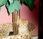 Vendo Gatita Persa - mejor precio | unprecio.es