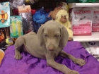 WEIMARANER  Braco de Weimar   Su origen  Alemania, perro de cacería de utilidad variable. Respecto a su comportamiento y - mejor precio | unprecio.es