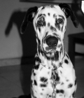REGALO a Urko, Dálmata de 11 meses. - mejor precio | unprecio.es