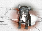 Bulldog Francés - mejor precio | unprecio.es