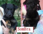 Cachorrita tamaño pequeño en adopcion - mejor precio | unprecio.es