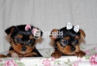 cachorritos de yorkshire terrier 130 - mejor precio | unprecio.es