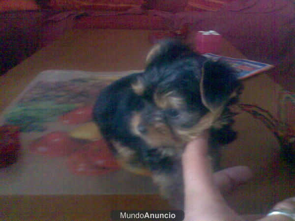cachorros de yorkshire