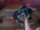 cachorros de yorkshire - mejor precio | unprecio.es
