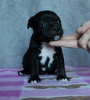 Cachorros Staffordshire Bull Terrier - mejor precio | unprecio.es