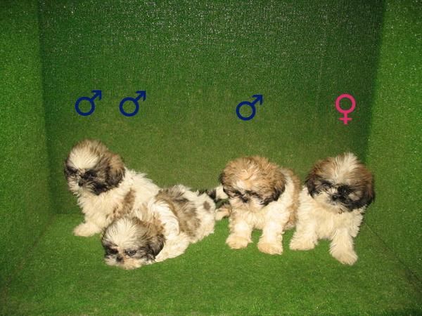 EXCELENTES SHIH TZU A 260 EUROS   : )