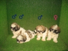 EXCELENTES SHIH TZU A 260 EUROS : ) - mejor precio | unprecio.es