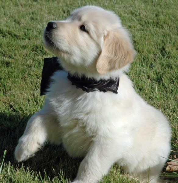 gran Golden Retriever cachorro .. gran cachorro Golden Retriever