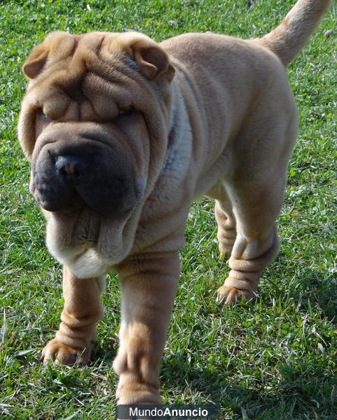 SHAR PEI AMERICANO BUSCA NOVIA