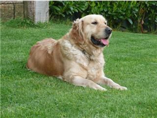 TOTAL GARANTIA GOLDEN RETRIEVER.PEDIGREE
