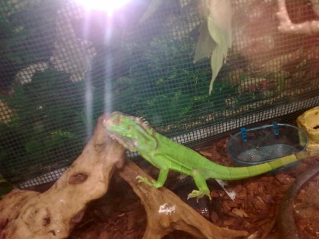 vendo iguana y terrario