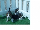 ¡BEAGLE, TU MEJOR AMIGO! - mejor precio | unprecio.es