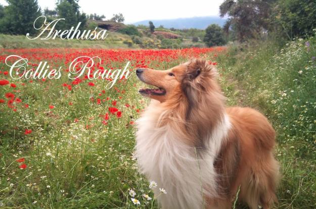 Arethusa Rough collie