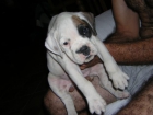 boxer cachorra blanca - mejor precio | unprecio.es