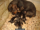 cachorros teckel standard pelo duro - mejor precio | unprecio.es