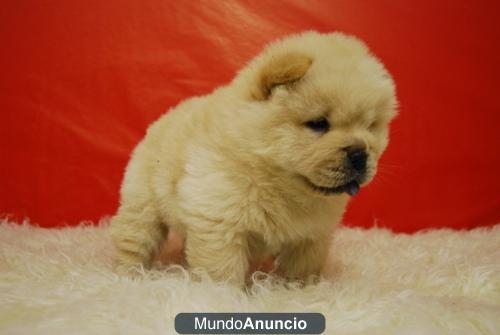 CHOW CHOW DE PRIMERA CALIDAD Y EXCELENTE MORFOLOGIA