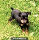 Mini Pinscher. Puede financiar. - mejor precio | unprecio.es