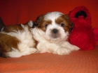 se vende cachorrito shih-tzu guapisimo un autentico peluche - mejor precio | unprecio.es