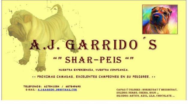 Selectos Cachorros Shar-peis