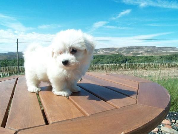 Bolitas de bichon maltes con buen pedigree