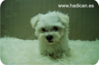 Cachorritos de Bichon maltes, machos y hembras disponibles. - mejor precio | unprecio.es