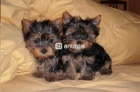 Cachorros miniatura de Yorkshire Terrier 130 - mejor precio | unprecio.es