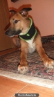 Chic@ o pareja responsable, que quiera adoptar perro. - mejor precio | unprecio.es