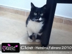 Cloe gatita blanca y negra en adopcion - mejor precio | unprecio.es