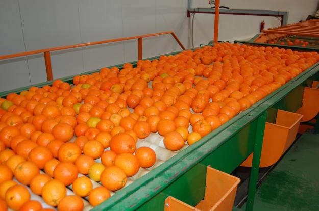 Naranjas navelinas  y salustianas