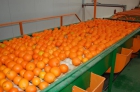 Naranjas navelinas y salustianas - mejor precio | unprecio.es