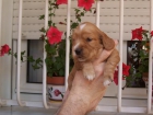 SE VENDE PRECIOSA CAMADA COCKER SPANIEL - mejor precio | unprecio.es