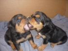 VENDO CACHORROS DE ROTTWEILER - mejor precio | unprecio.es