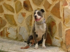 vendo o cambio american stanford por un bulldog frances - mejor precio | unprecio.es