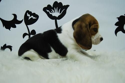 BEAGLE! cpn pedegree, chip, desparasitacion...