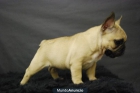 Bulldog frances fawn para entregarse - mejor precio | unprecio.es