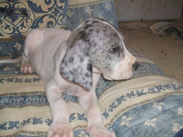 Cachorros de dogo aleman 350euros