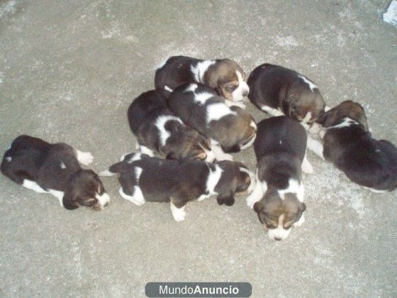 compra venta perros