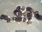 compra venta perros - mejor precio | unprecio.es