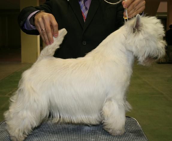 IMPRESIONANTE CACHORRITA DE WESTIE DE LAS MEJORES LINEAS