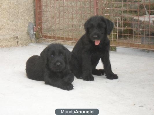 Regalo               efef     Cinco cachorros schnauzer gigante efe