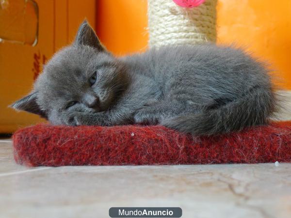 RESERVA TU CACHORRO CHARTREUX - CARTUJO